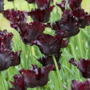 Tulipe Perroquet 'Black Parrot'